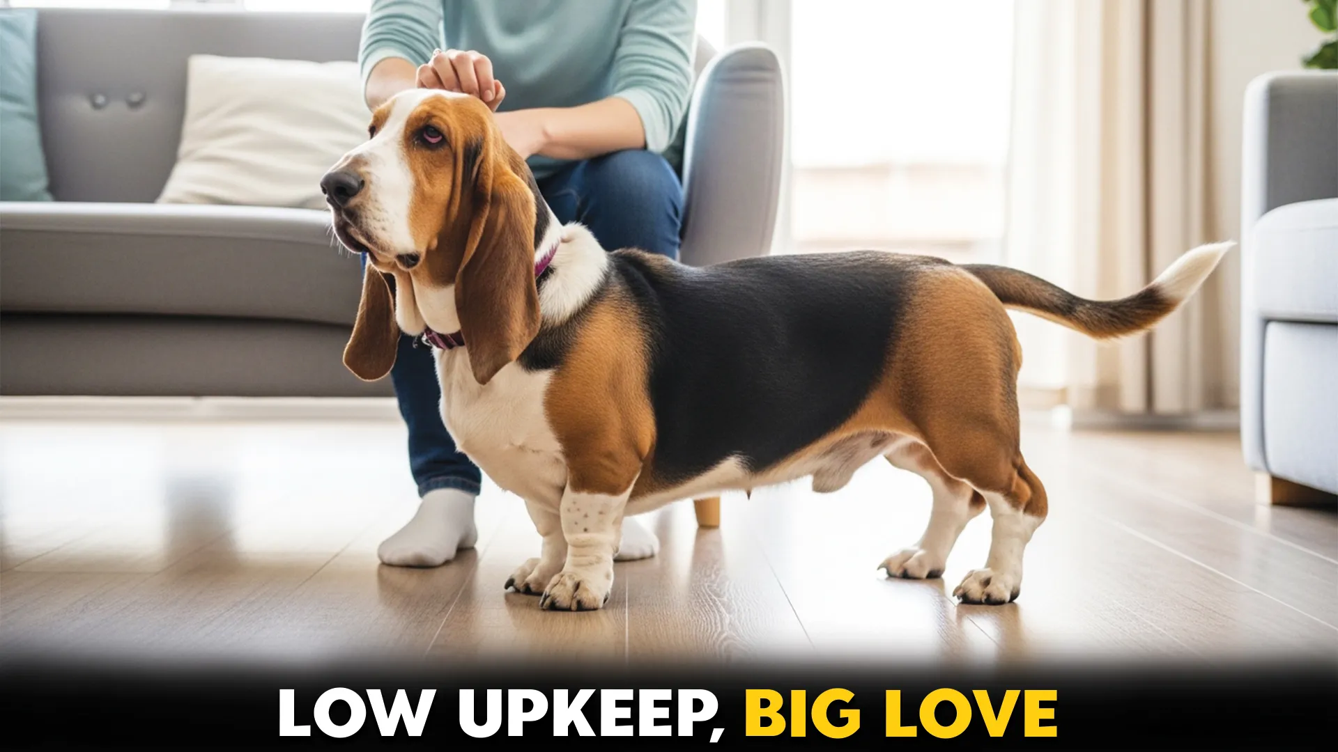 Best-Dog-Breeds-Low-Maintenance-Companions-You'll-Love