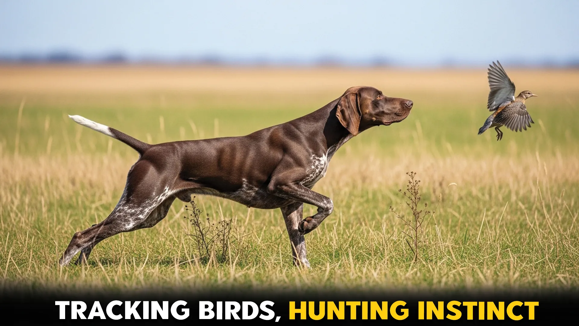 Best-Hunting-Dog-Breeds-for-Tracking-Birds