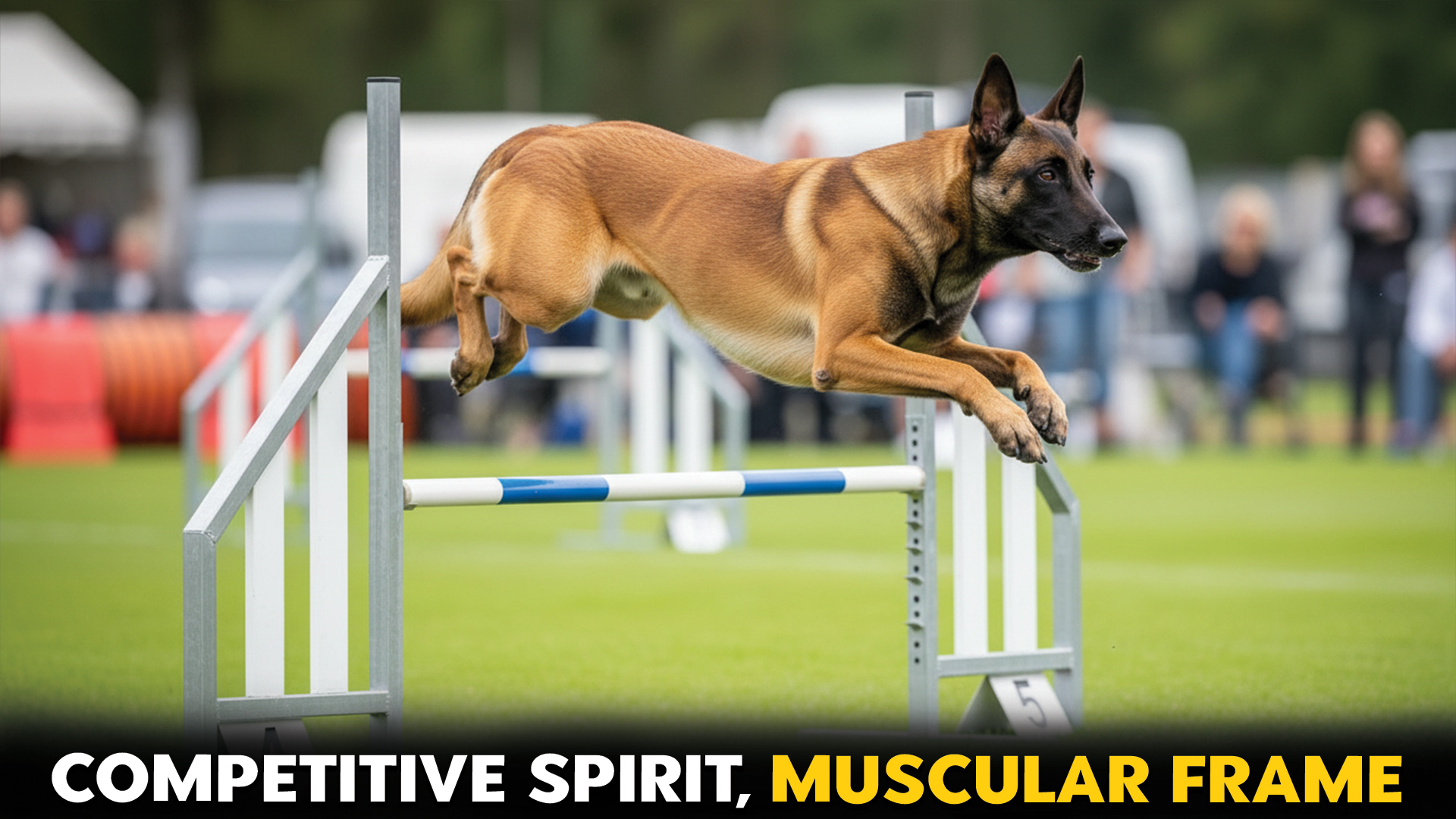 Best-Muscular-Dog-Breeds-for-Competitive-Sports (1)