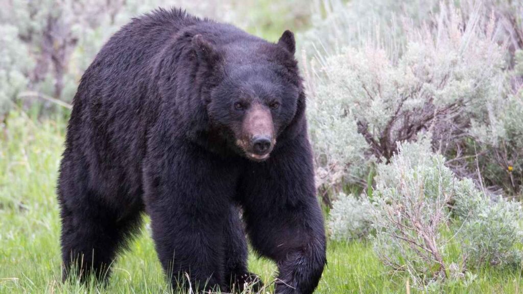 Black Bear Attack Statistics