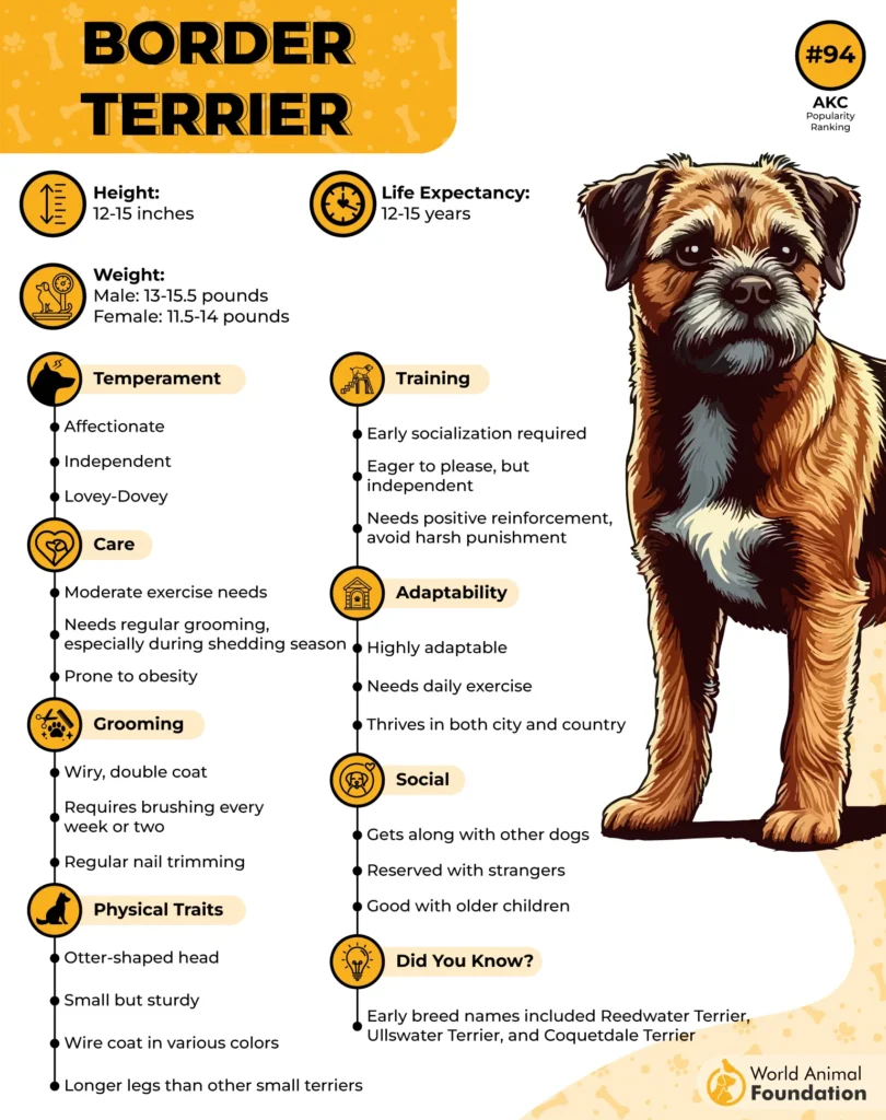 Border-Terrier-Breed-Profile-01