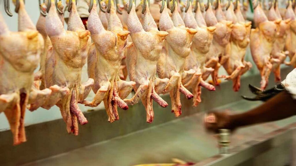 chicken meat