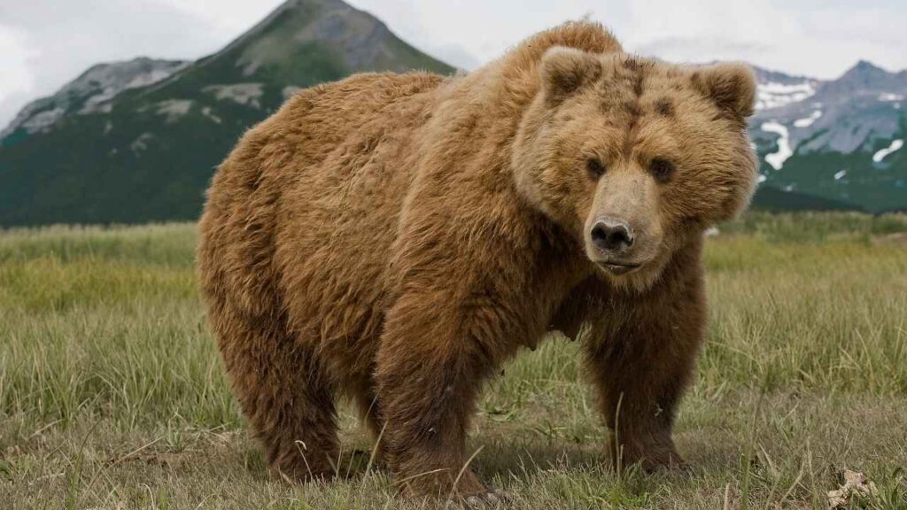 Brown Bear