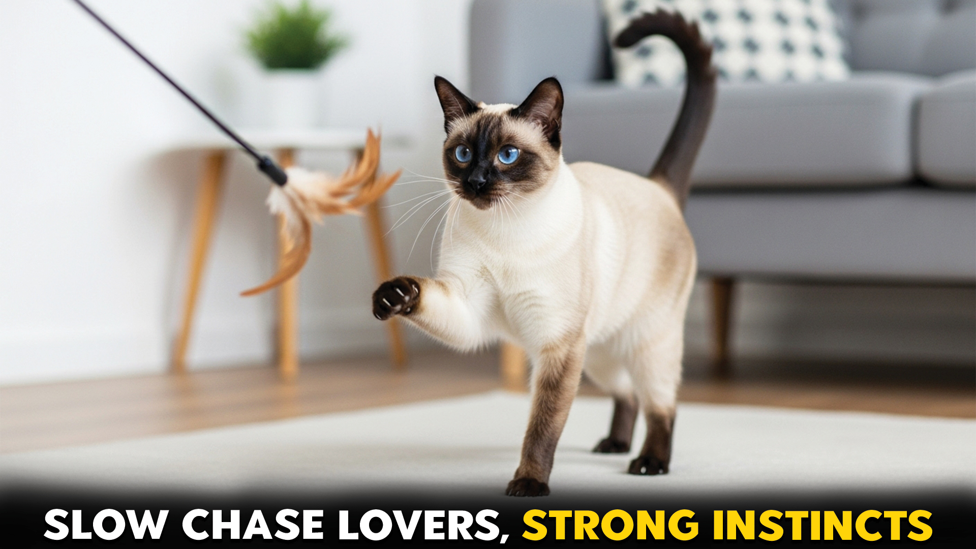 Cat-Breeds-That-Enjoy-Slow-Chase-Games