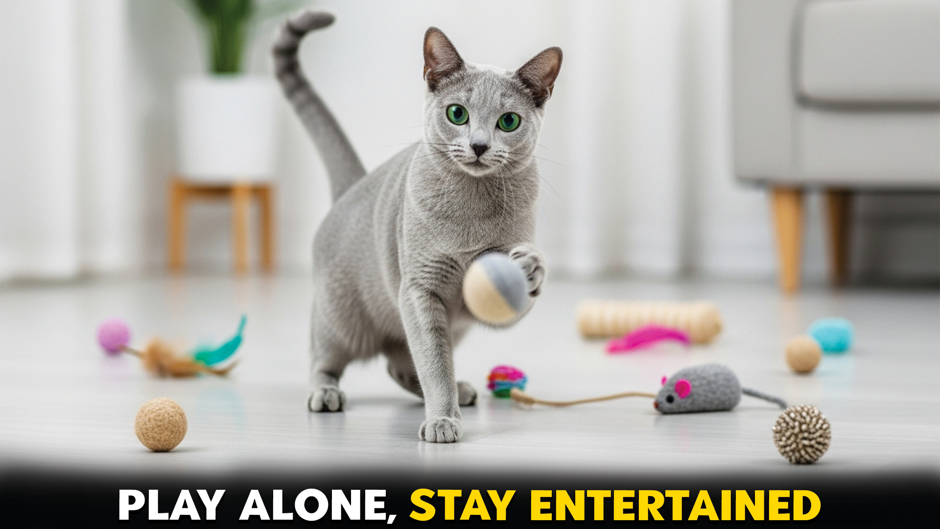 Cat-Breeds-That-Enjoy-Solo