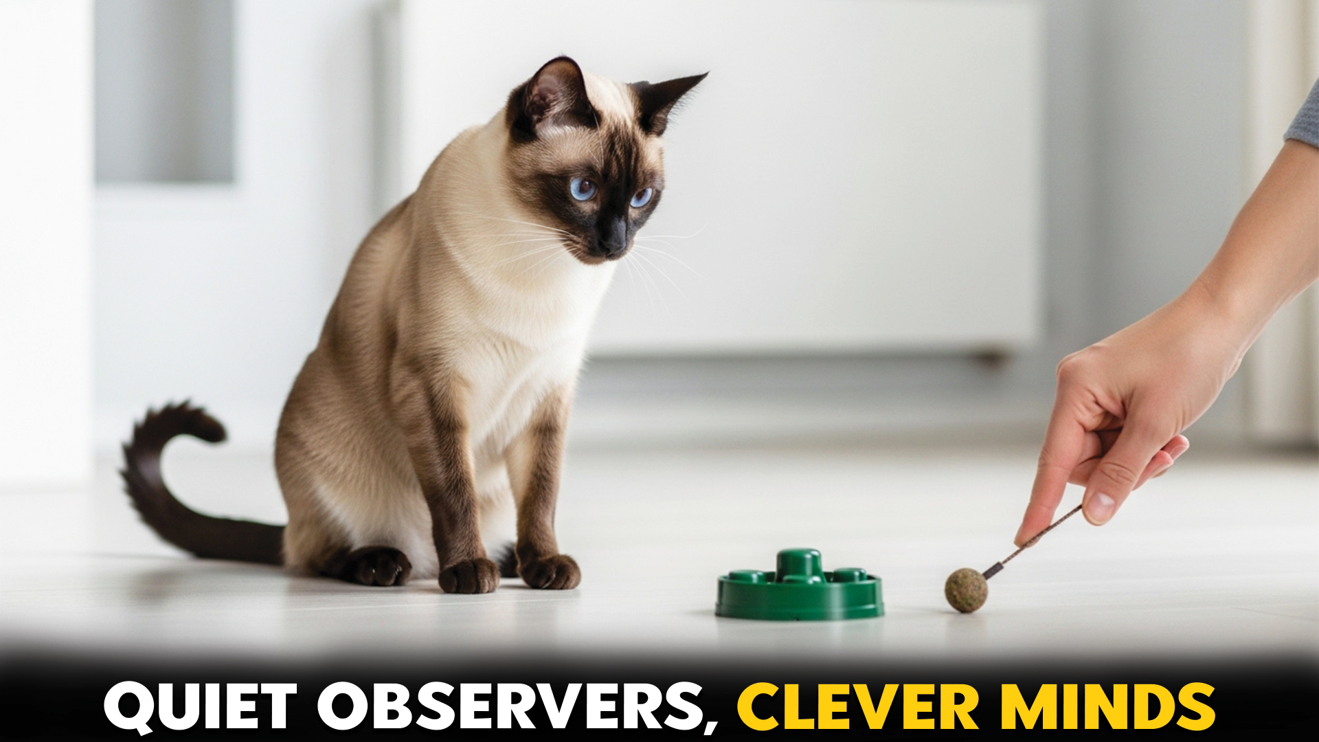 Cat-Breeds-That-Learn-Through-Observation