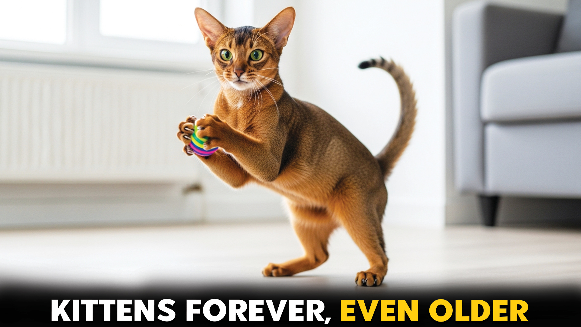 Cat-Breeds-That-Stay-Playful-into-Old-Age