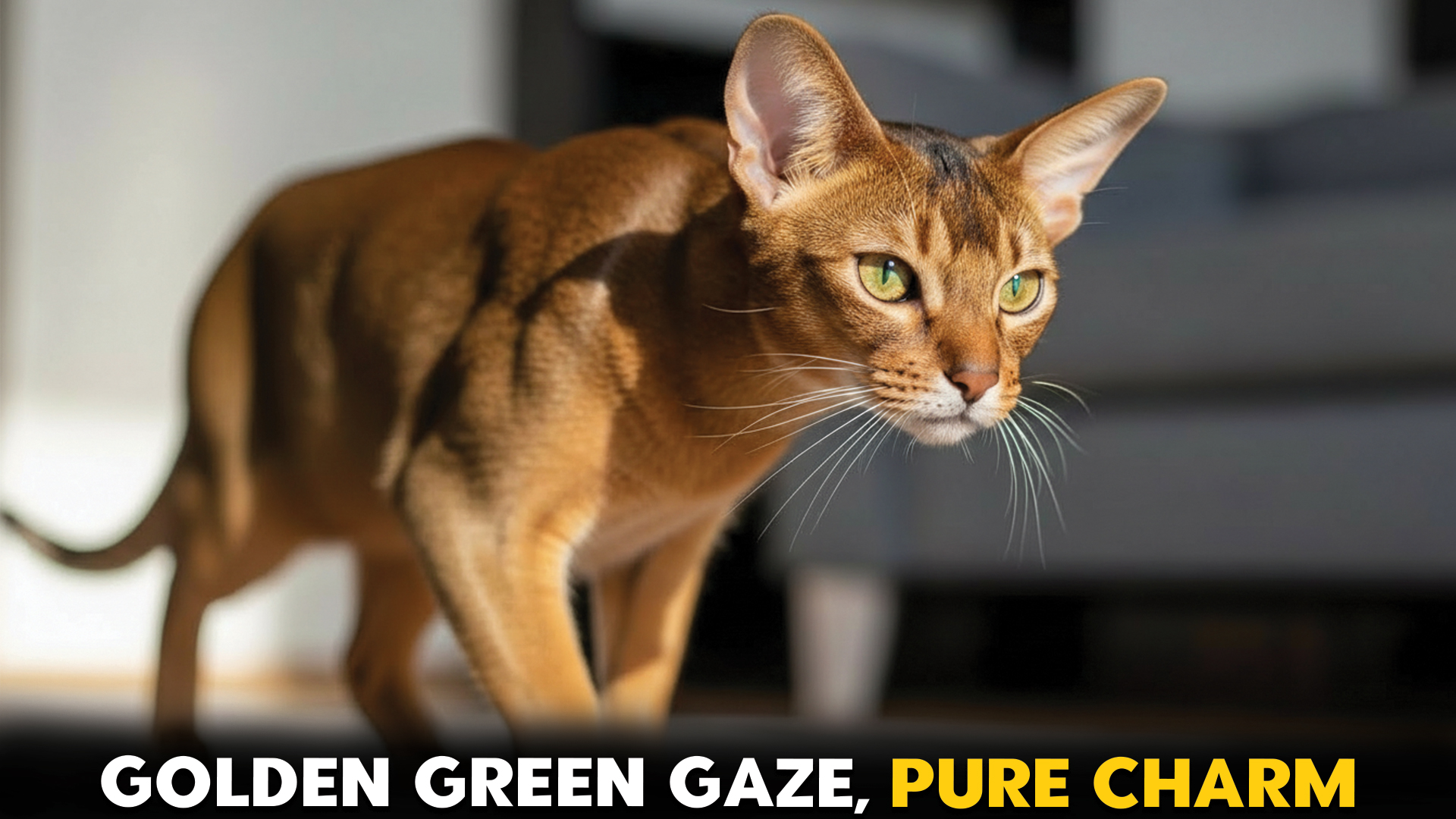 Cat-Breeds-with-Hazel-Eyes