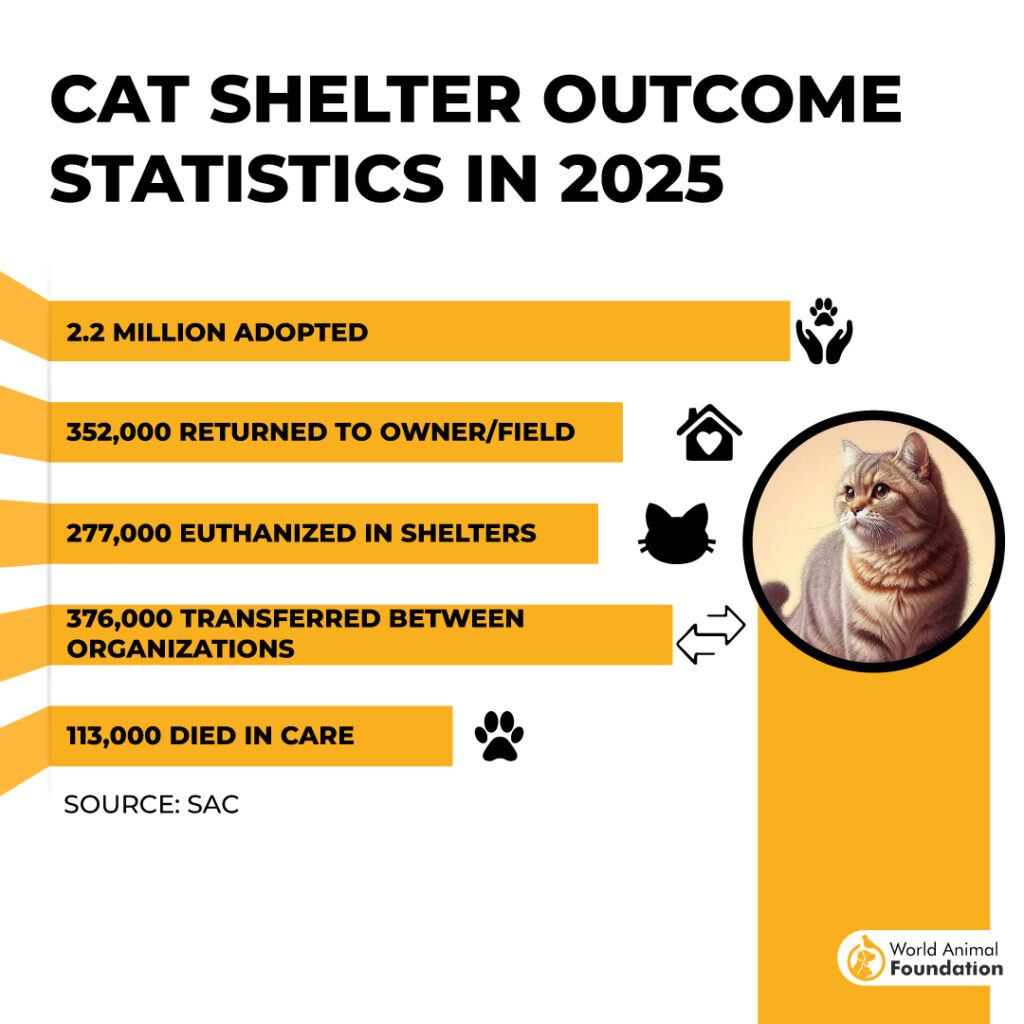 CAT SHELTER OUTCOME
STATISTICS IN 2025