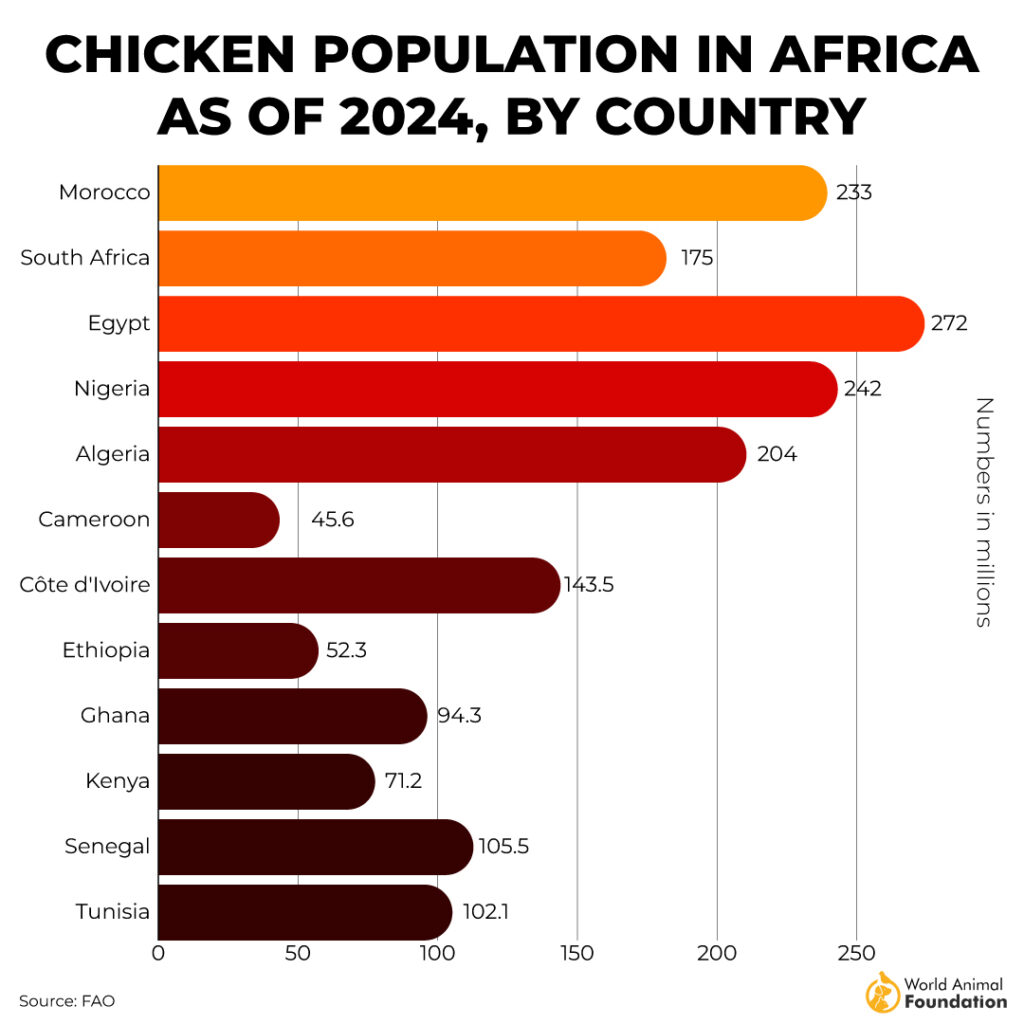 world chicken population