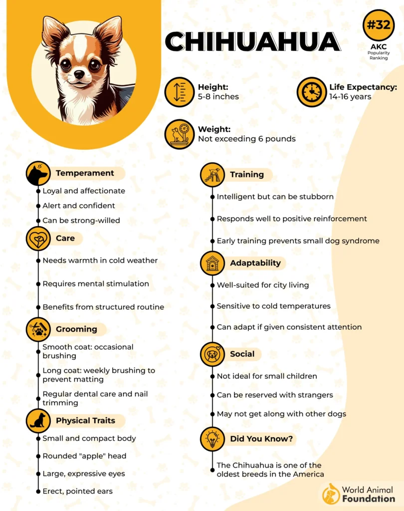 Chihuahua-Breed-Profile-01