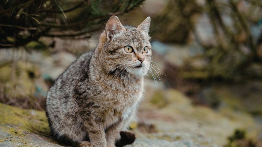 Chinese Mountain Cat