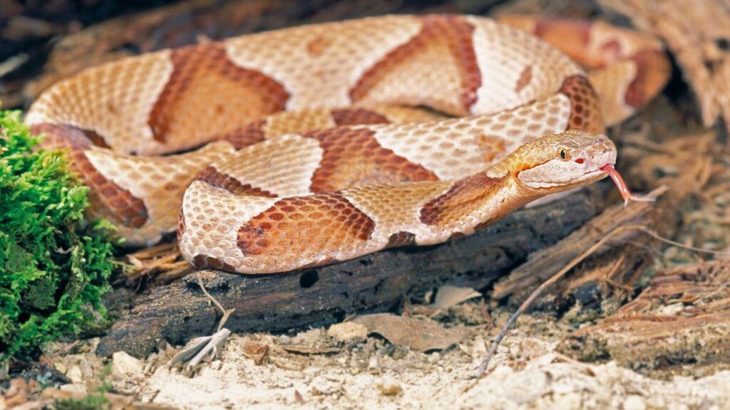 Copperhead Snakes