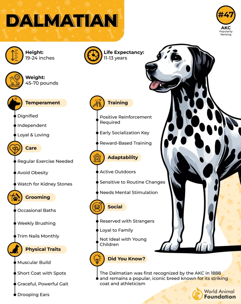 Dalmatian-Breed-Profile-01