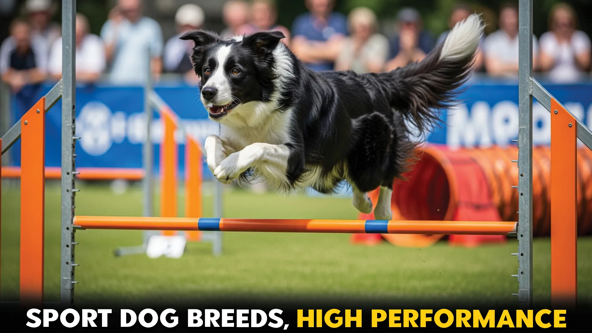 Dog-Breeds-Built-for-Agility-and-Dog-Sports