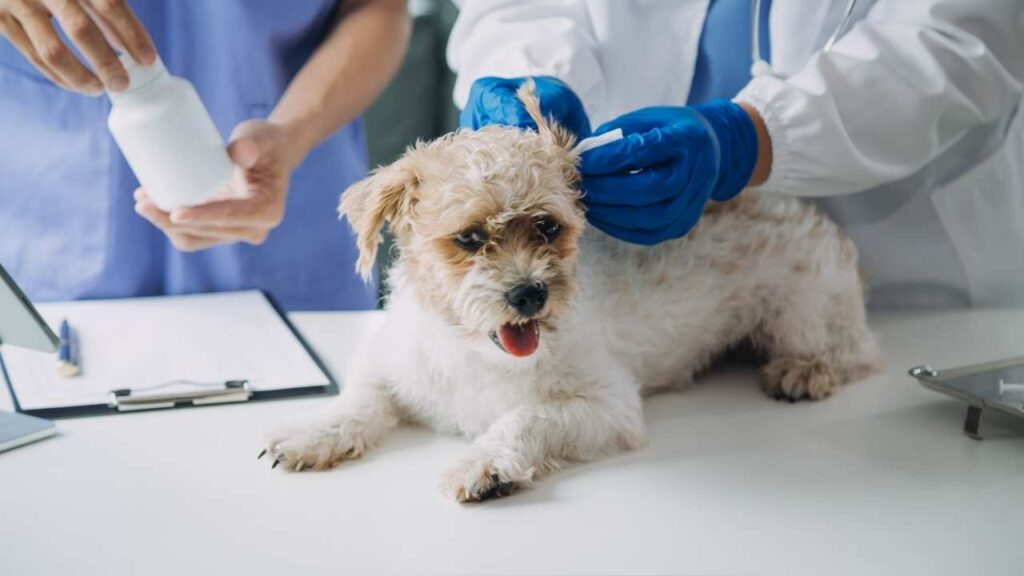 Dog Health Statistics