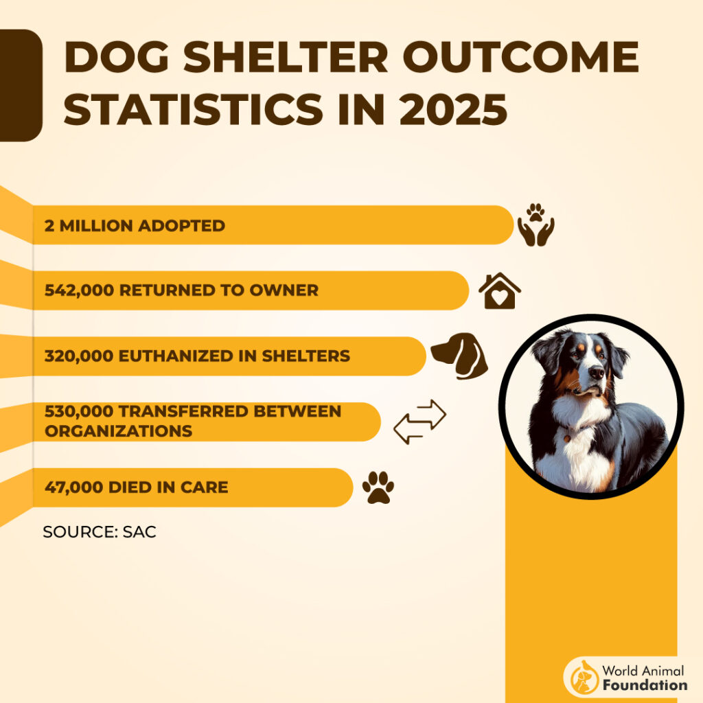 Dog Shelter Outcome Statistics