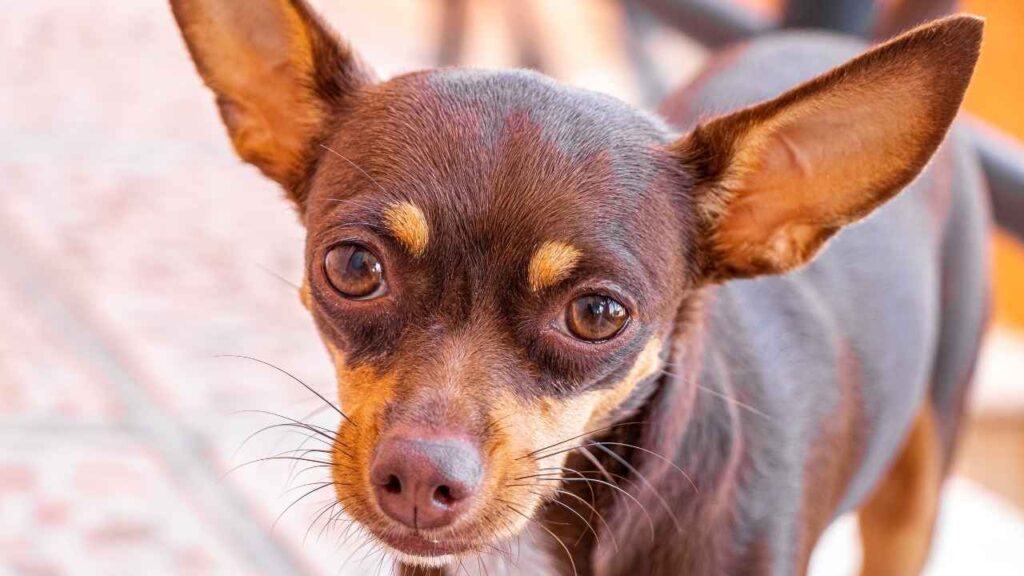 Dogs Have Three Eyelids