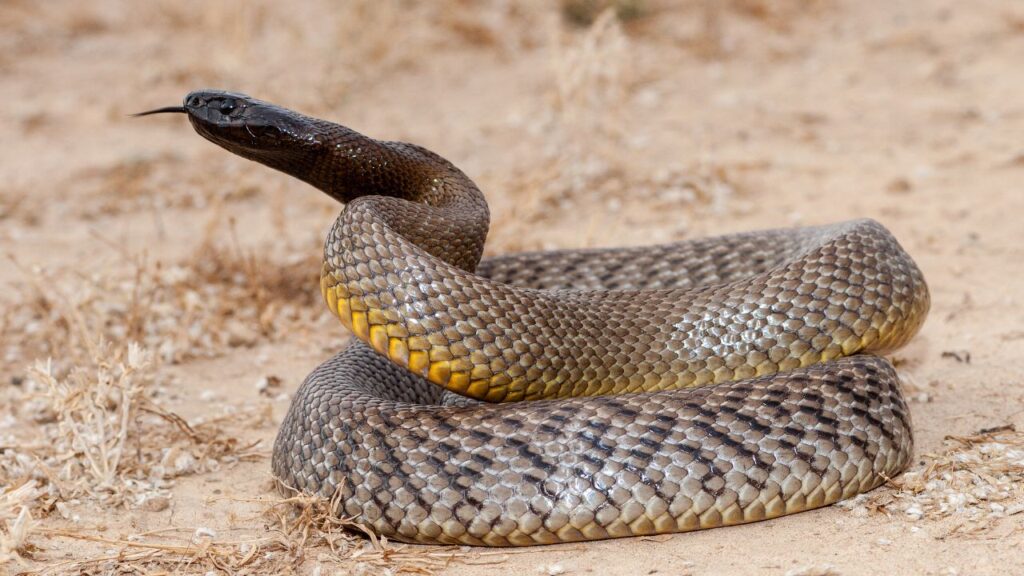 Inland Taipan