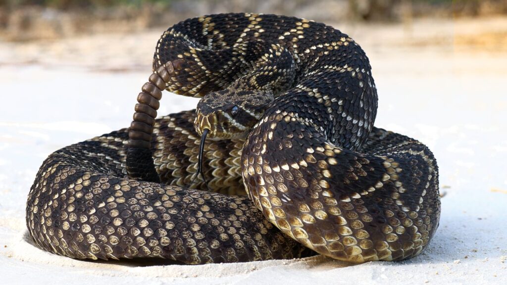 Eastern Diamondback Rattlesnake
