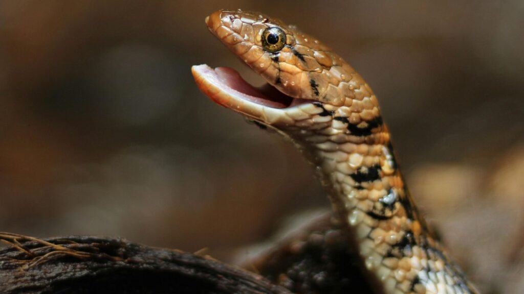 US Kids Suffer a Venomous Snakebite