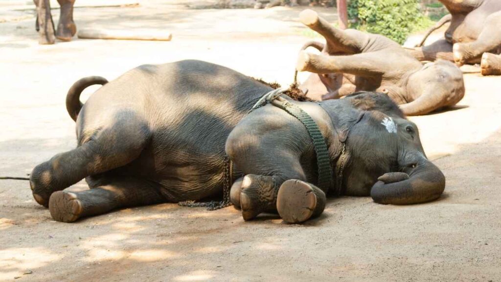 Elephant lying down on the ground.