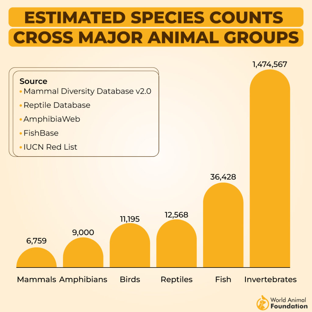 Species counts of major animal groups