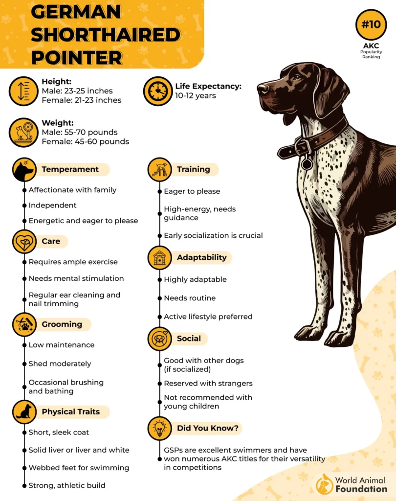 German-Shorthaired-Pointer-Breed-Profile-01