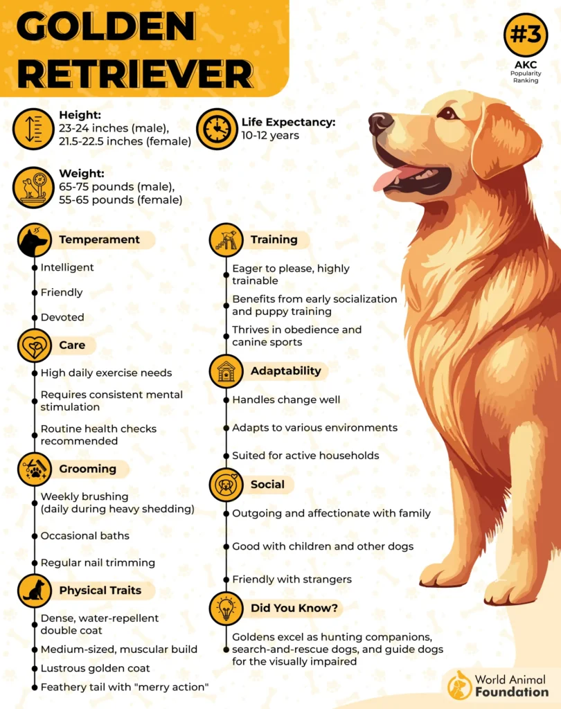 Golden-Retriever-Breed-Profile-01