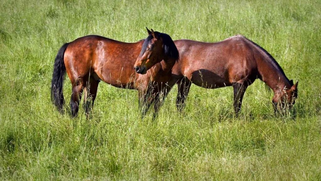 Grazing Time for Horses
