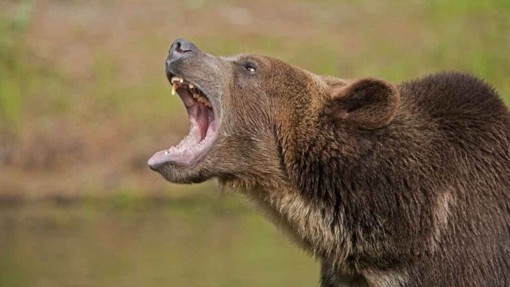 Grizzly Bear Attack Statistics
