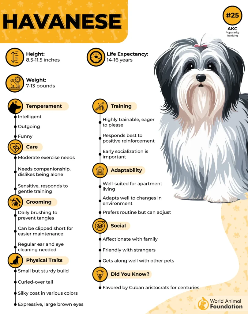 Havanese-Breed-Profile-01
