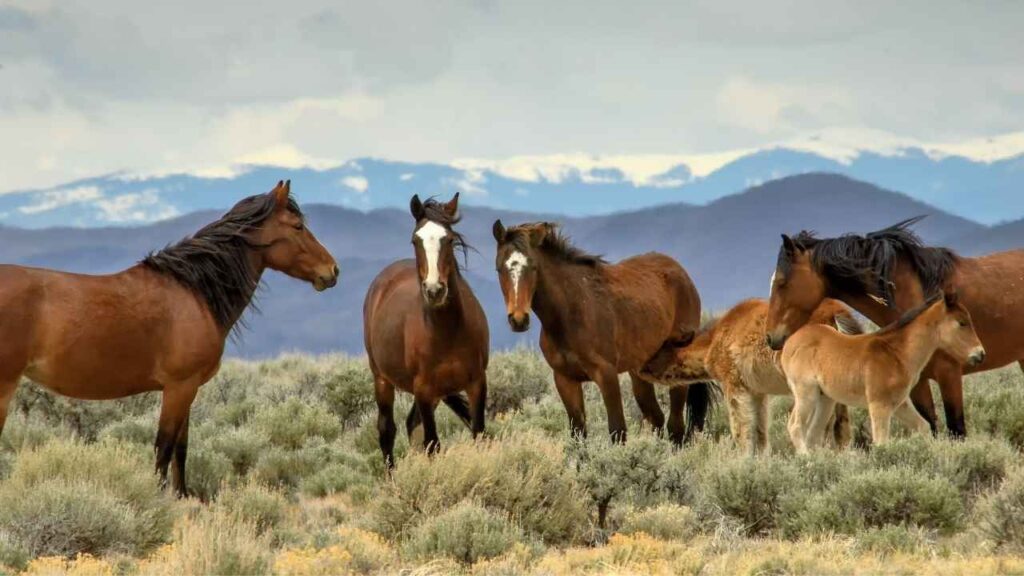 Horse Breeds in the World