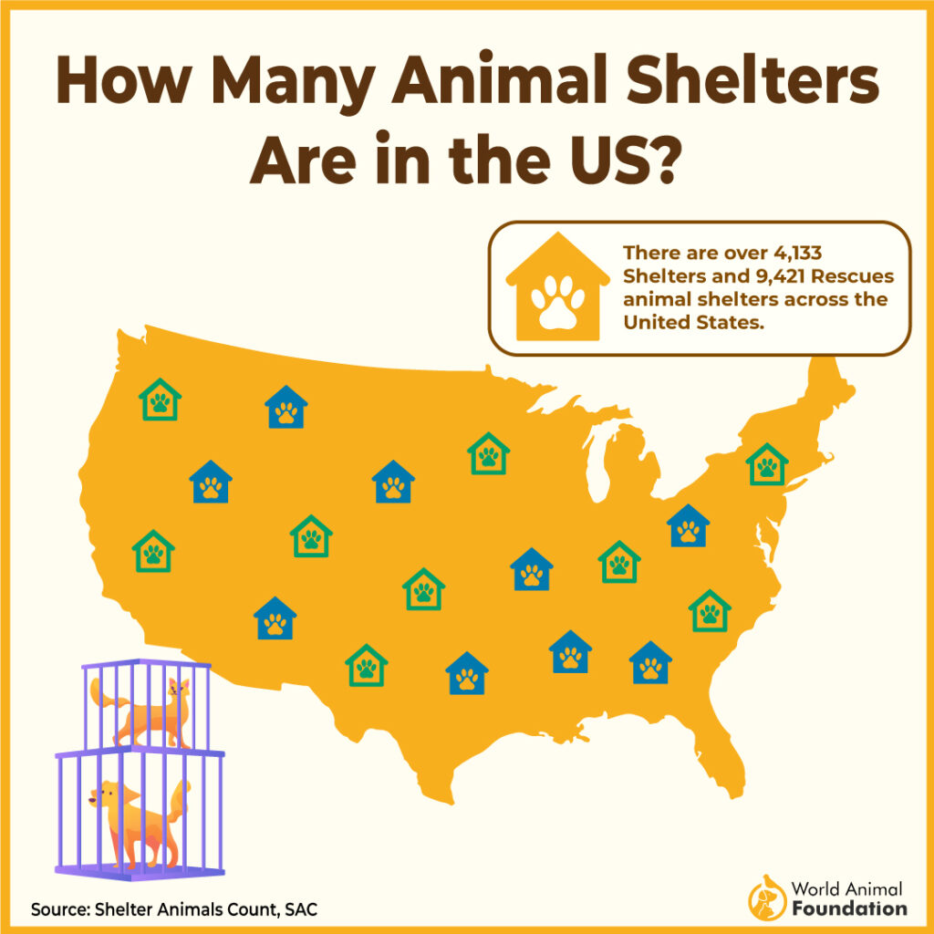 How Many Animal Shelters Are in the US?