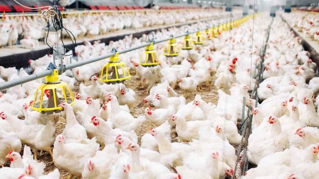 How Many Chickens Are In The US