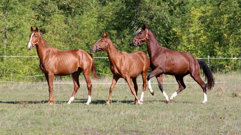 How Many Horses Are in the US?