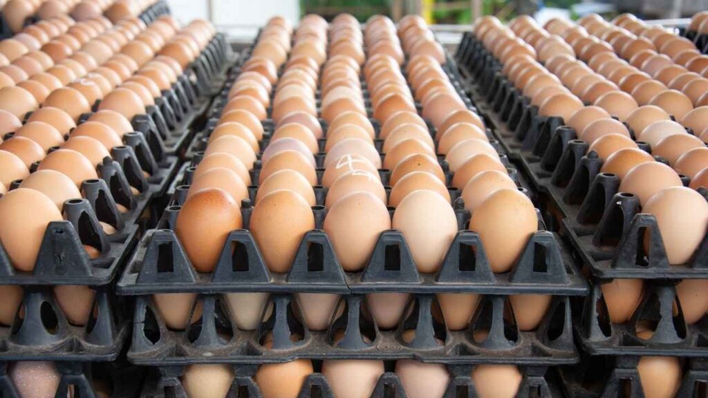 Billion Eggs Were Produced in the US