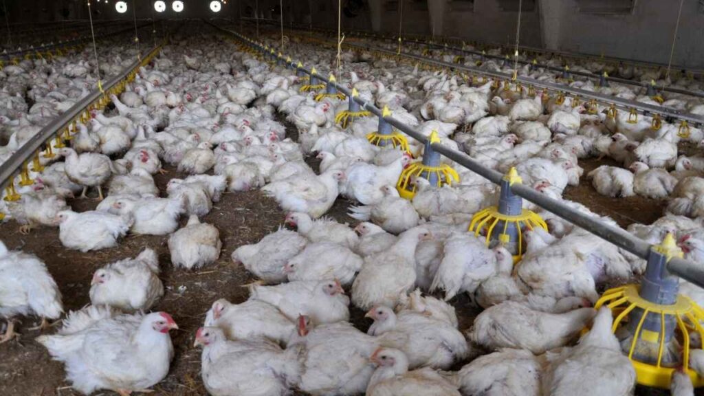 Interesting Chicken Statistics