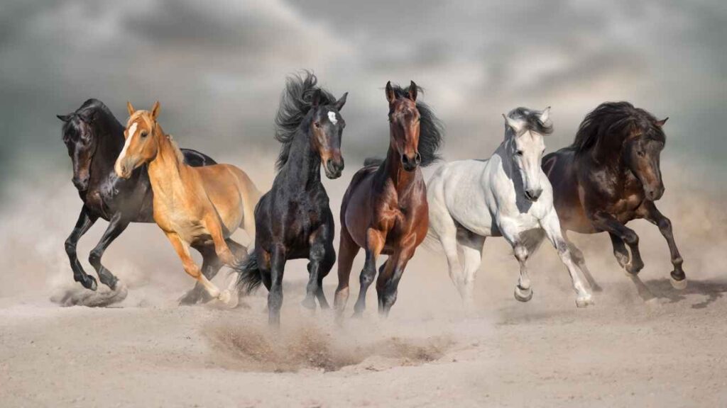 Interesting Facts About Horses