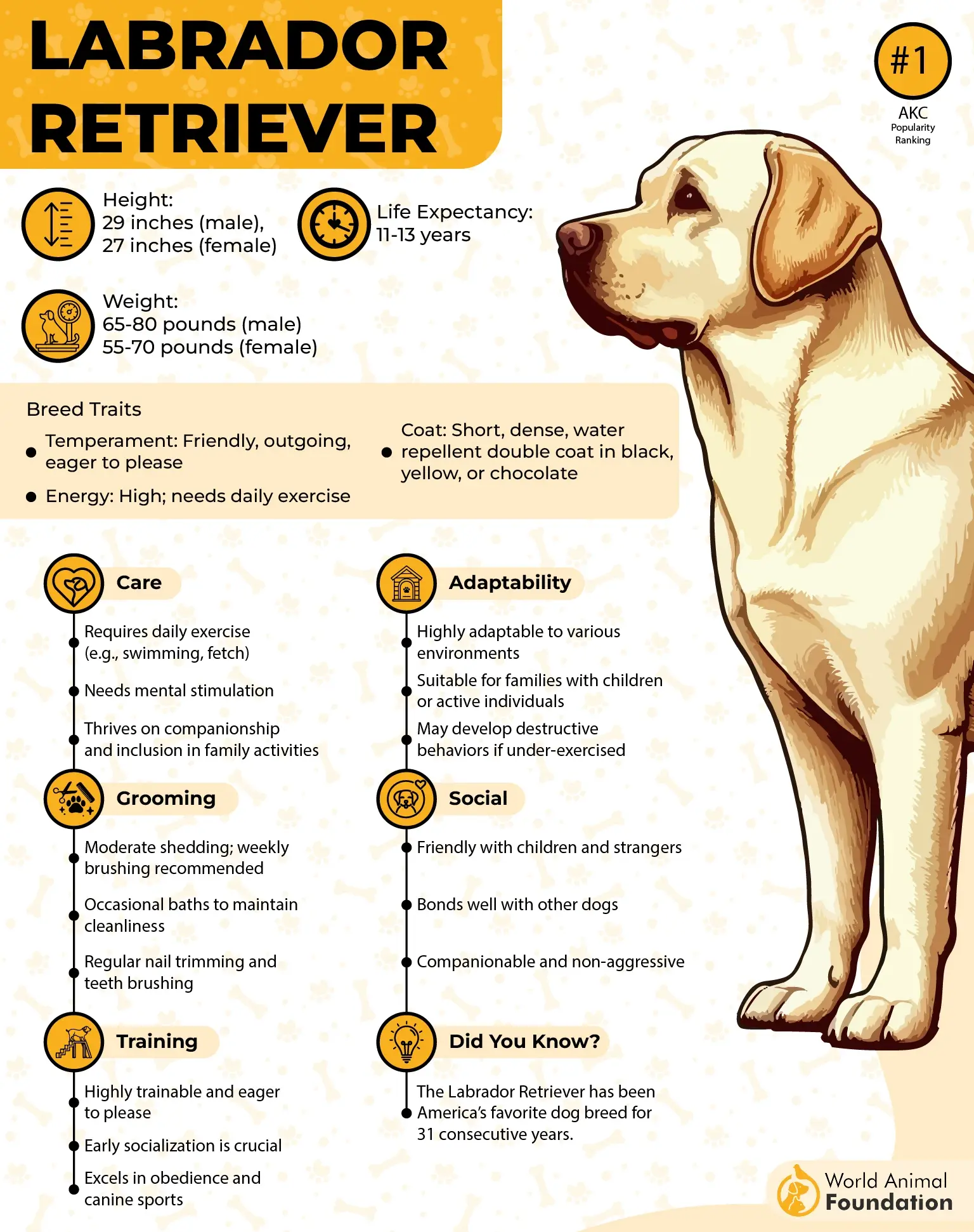Labrador Retriever profile
