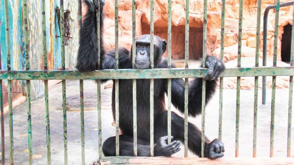  Legal Protection for Animals 