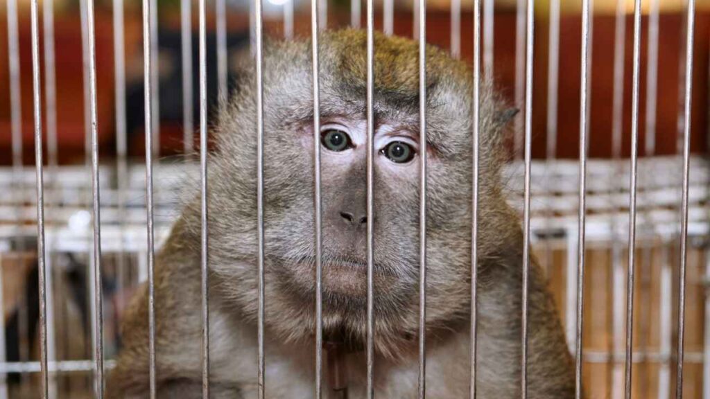 A Closer Look at Animals in Captivity