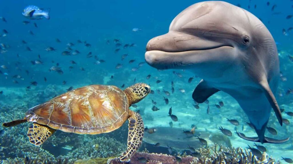 Dolphin and turtle underwater interaction