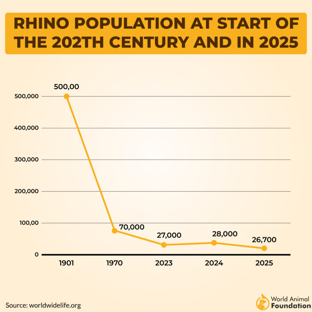 rhinos population 