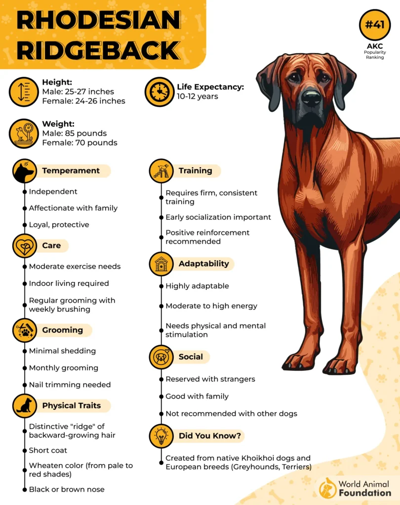 Rhodesian-Ridgeback-Breed-Profile-01
