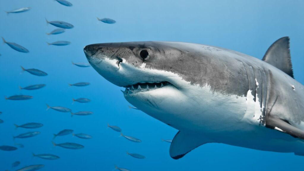 How Many Shark Attacks Happen Each Year