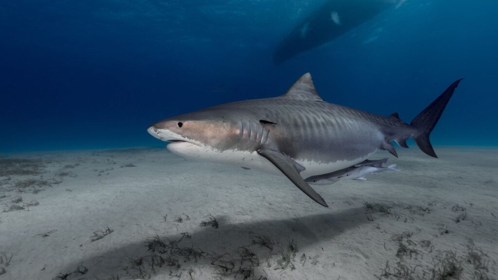 Shark Attack Statistics 