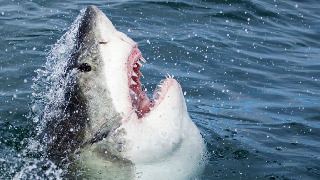 Shark Attacks in the US