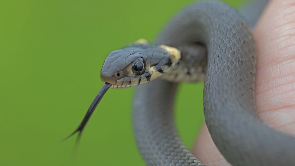Snake Attacks on Children