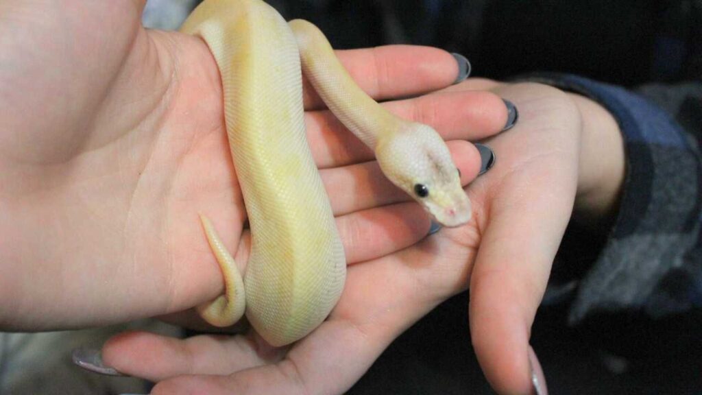 Snake pet